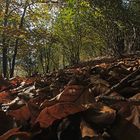 Il bosco d'autunno