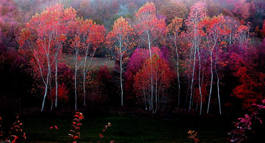 il bosco degli elfi