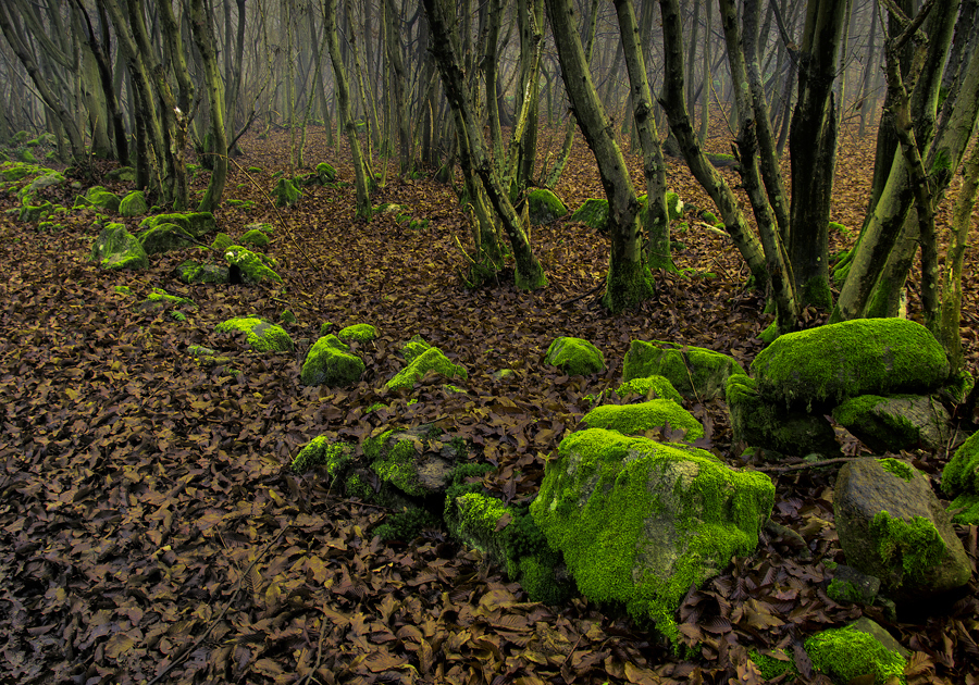 IL BOSCO DEI SASSI VERDI