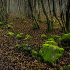 IL BOSCO DEI SASSI VERDI