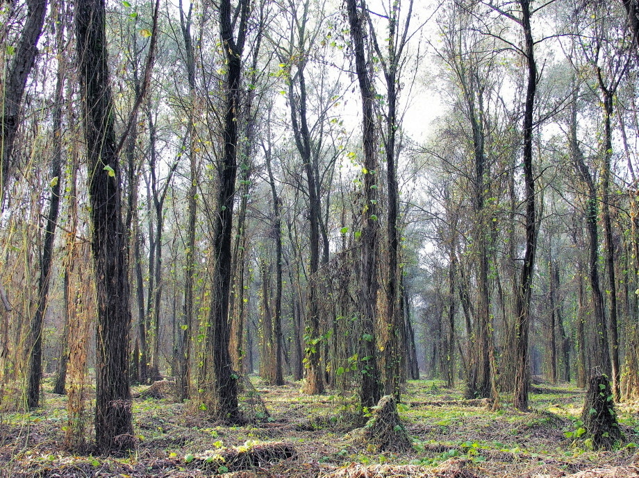 Il Bosco delle Fate