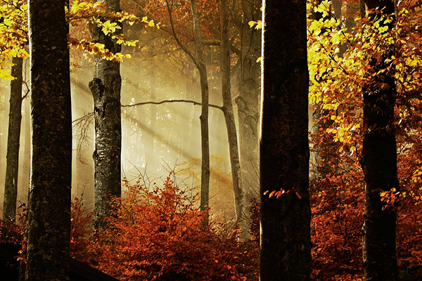 il bosco delle fate....