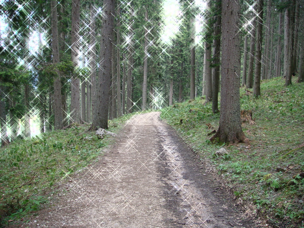 Il Bosco Delle Fate