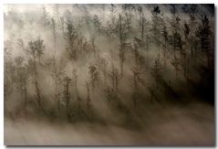 Il bosco delle nebbie