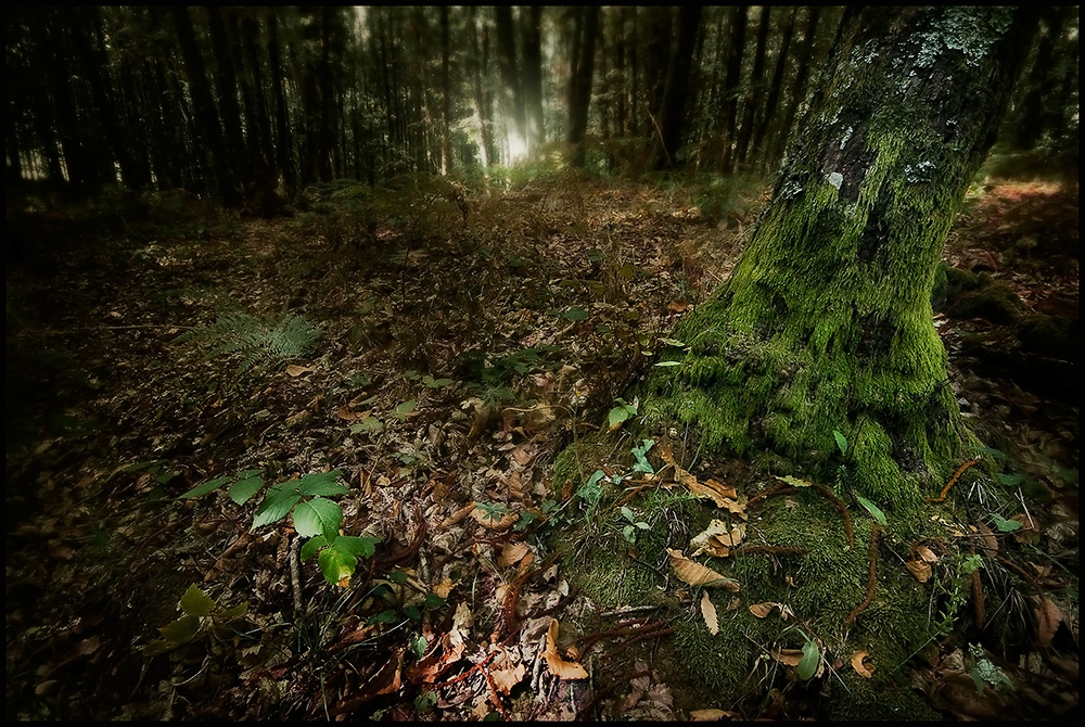 "Il bosco" di Franco Farina