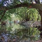 Il Bosco e lo Stagno