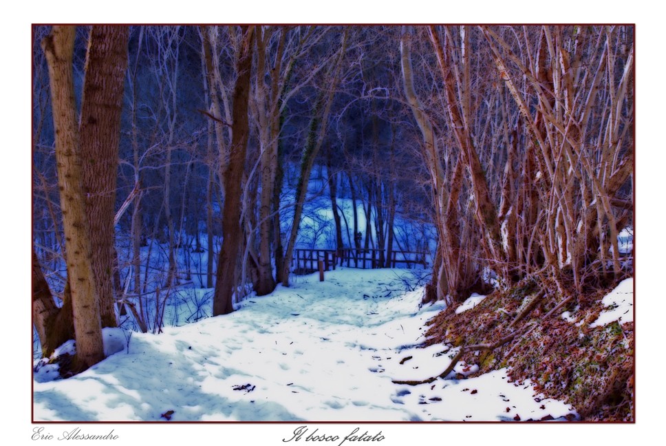 Il bosco fatato