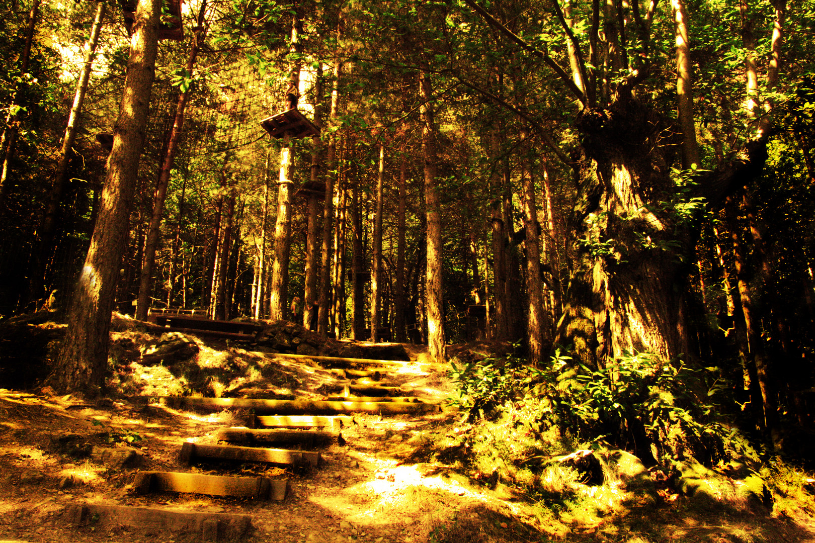 il bosco giallo