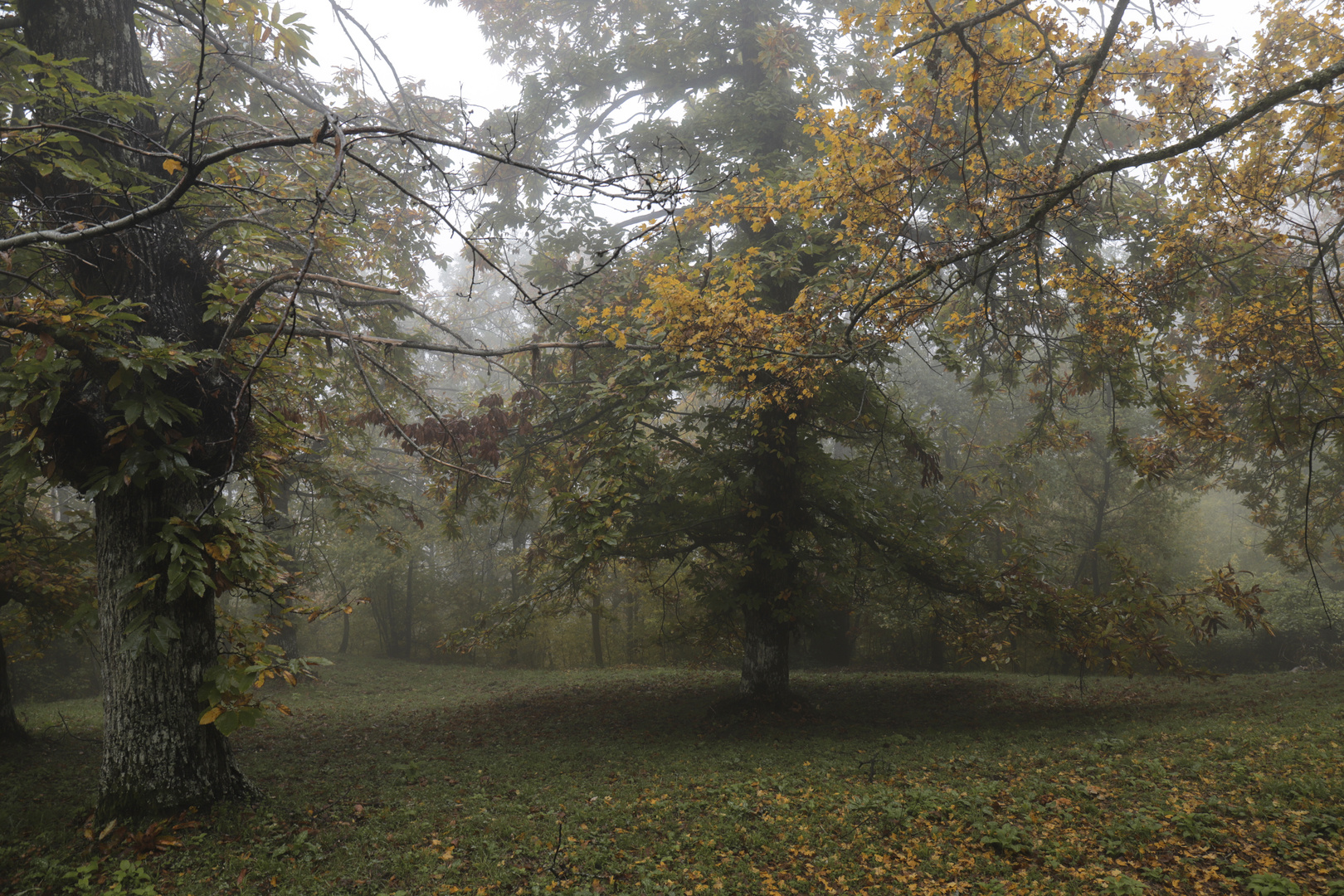 Il bosco in autunno 1