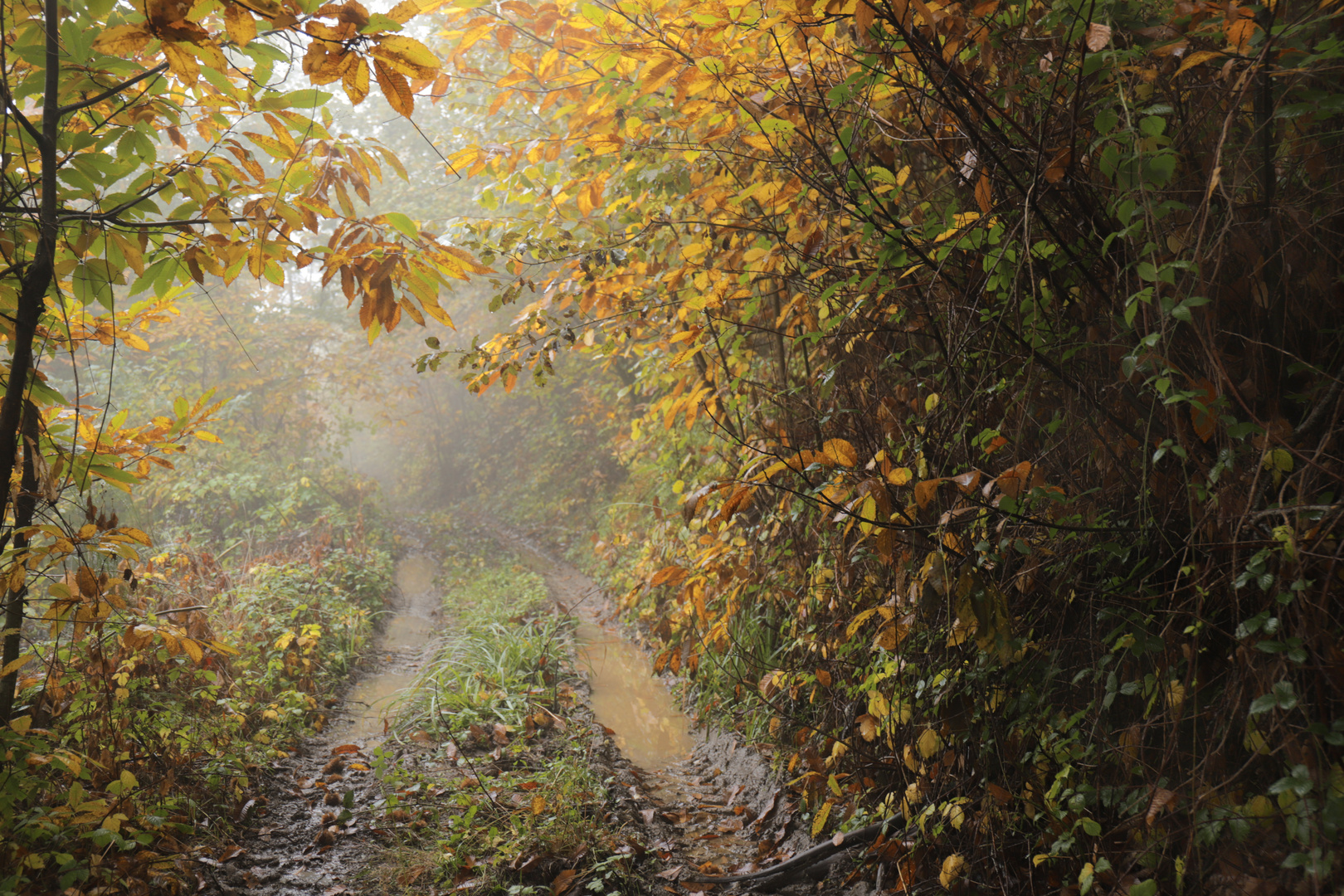 Il bosco in autunno 2