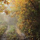 Il bosco in autunno 2