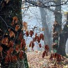 il bosco in autunno