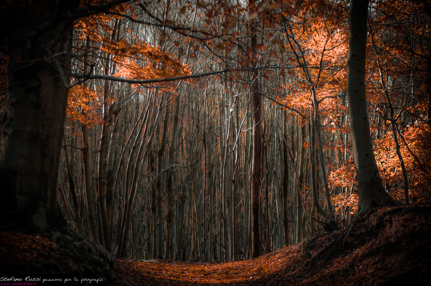 Il bosco Incantato