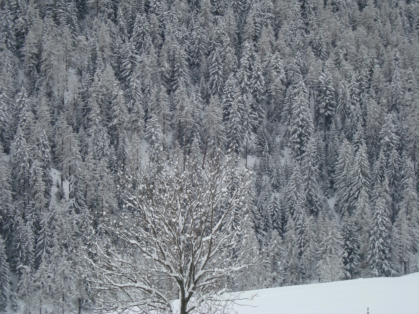 Il bosco incantato