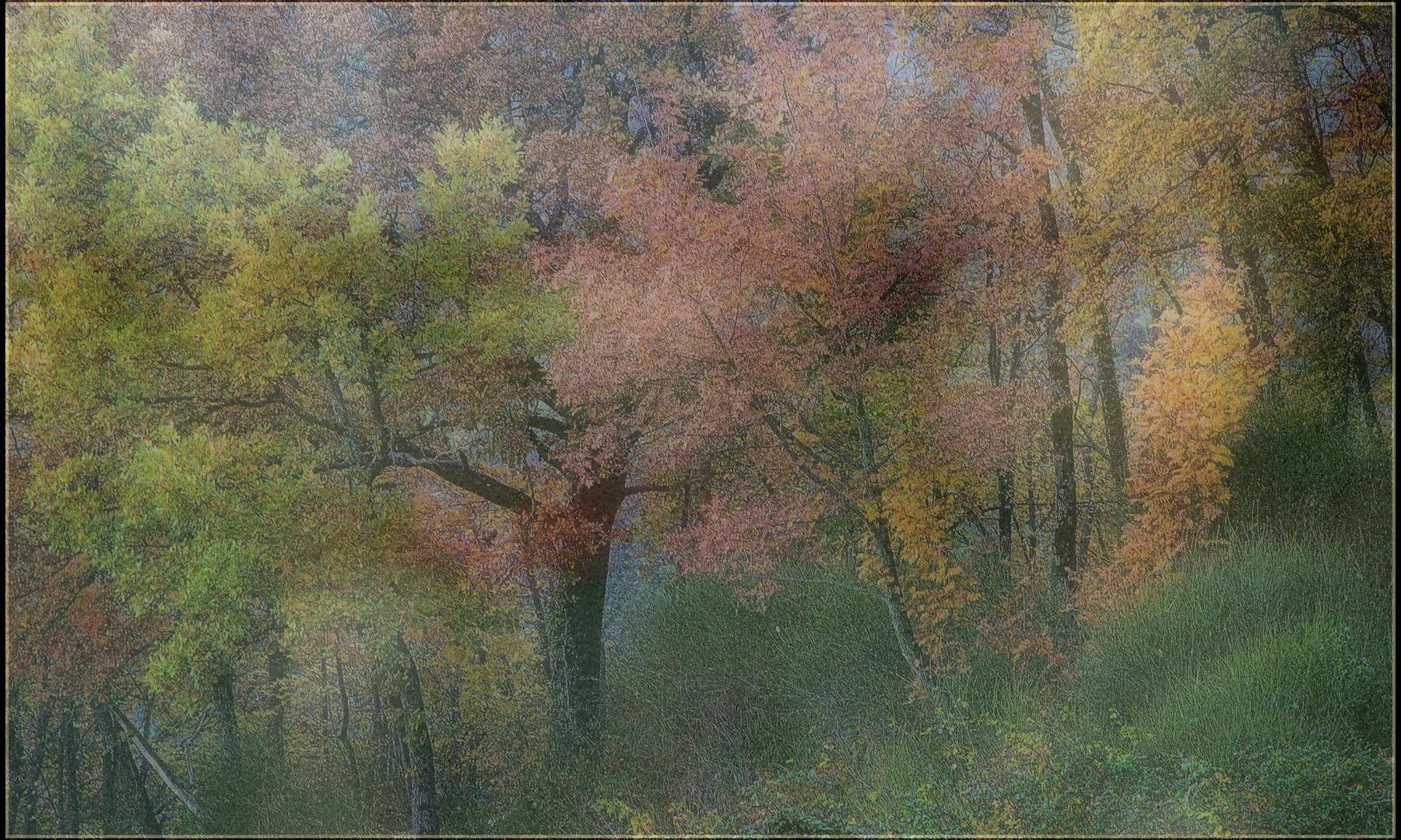 Il bosco incantato di Cappuccetto Rosso...