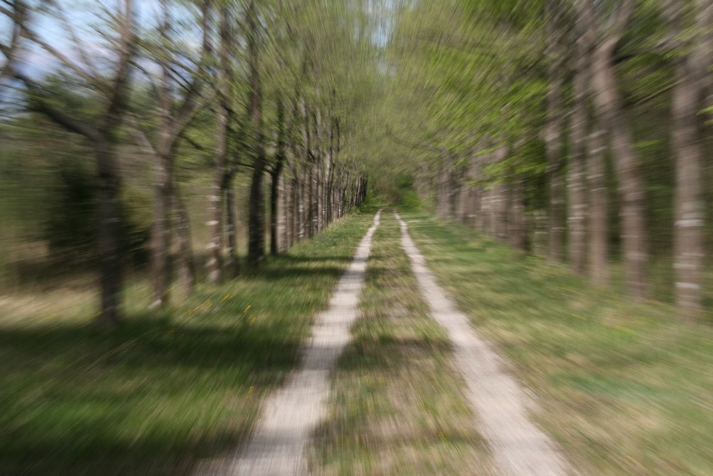 il bosco magico