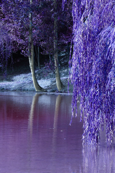 Il bosco magico