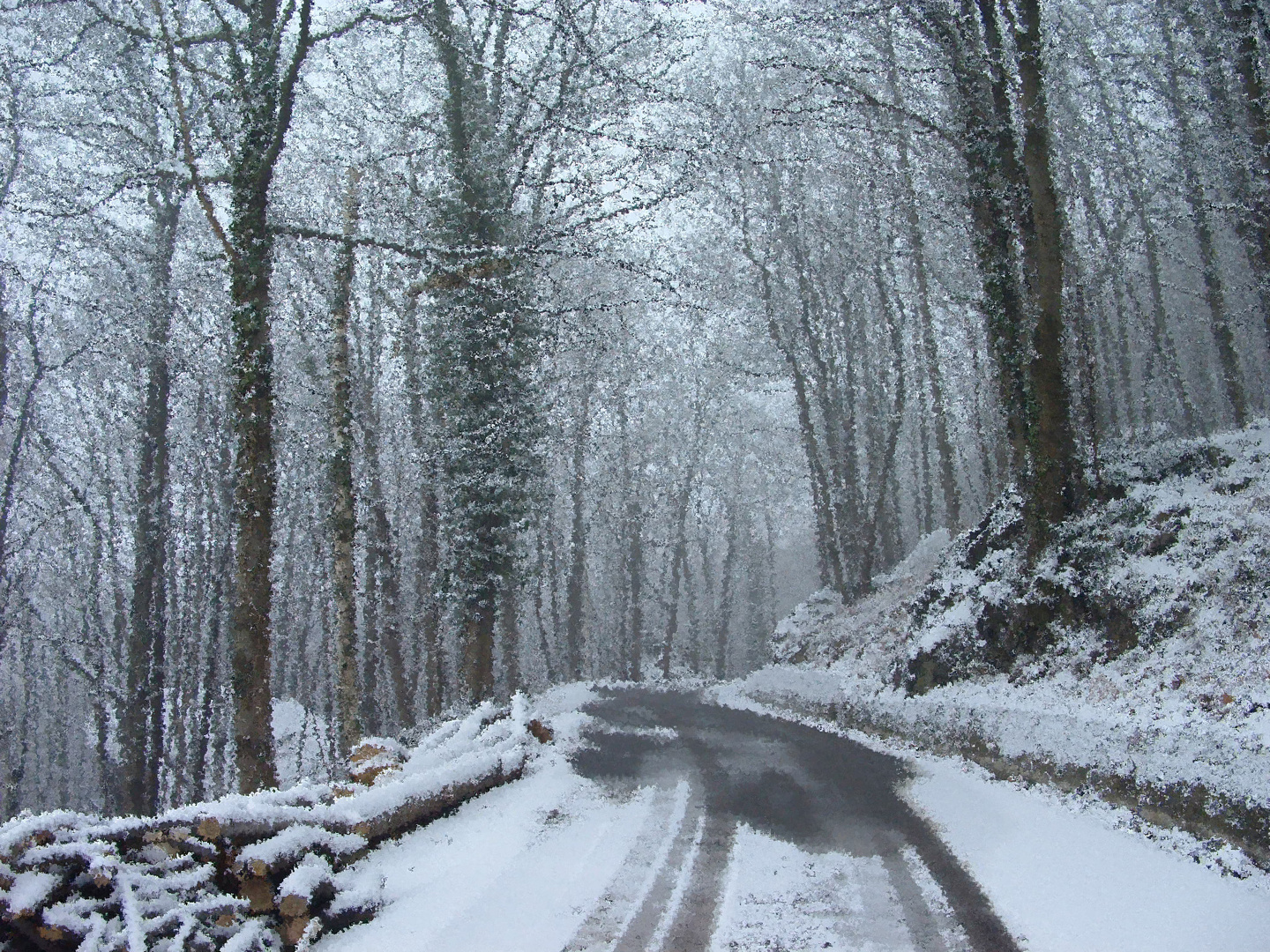 Il bosco racconta