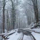 Il bosco racconta