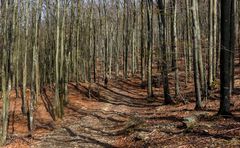 Il bosco racconta: camminando tra i giganti