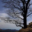 il bosco racconta - il guardiano 