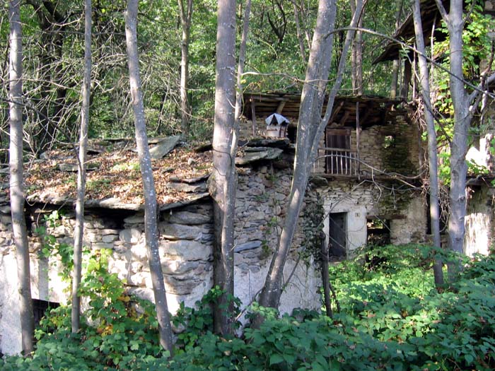 IL BOSCO SE LA MANGIA