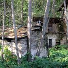 IL BOSCO SE LA MANGIA