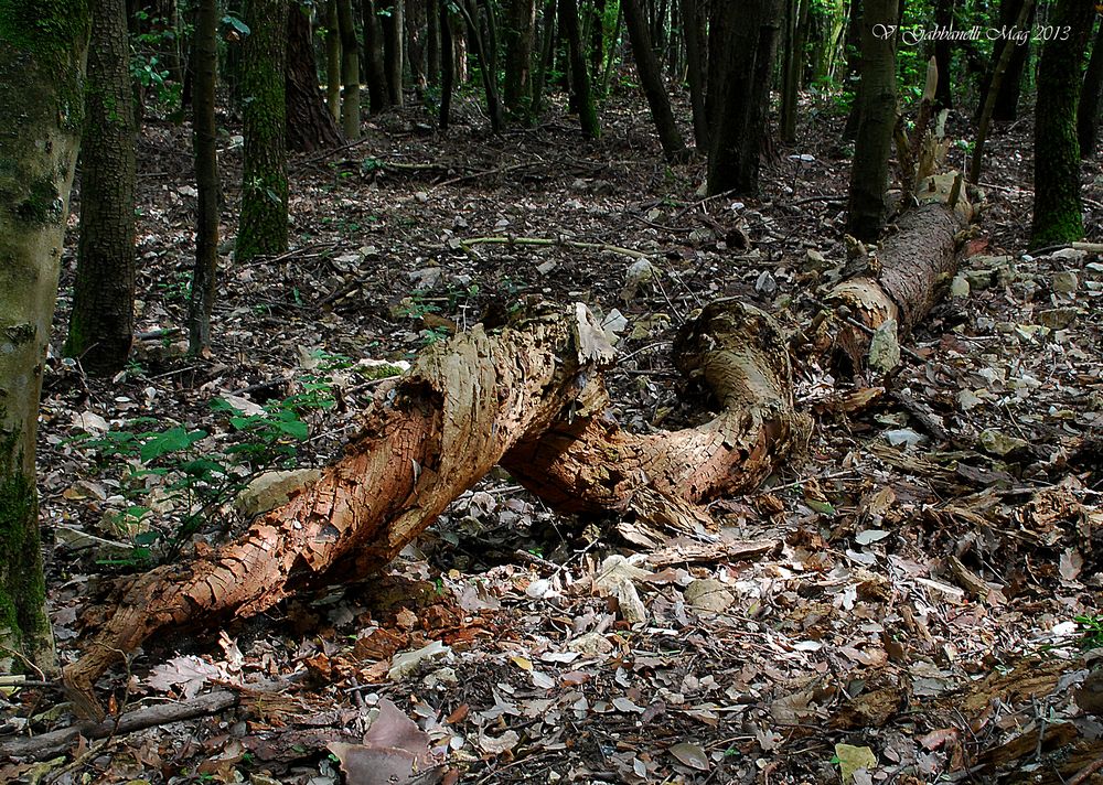 Il bosco si rinnova