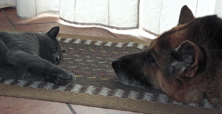 Il boss e la matricola