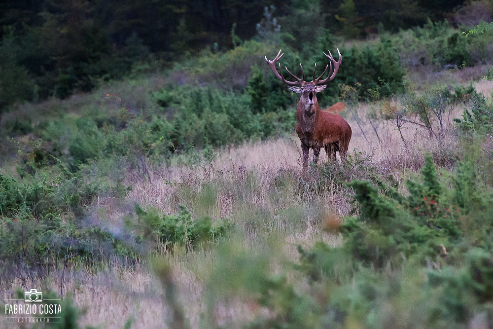 Il bramito