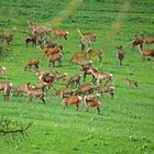 Il branco di cerve con i nuovi nati al Parco Orsiera