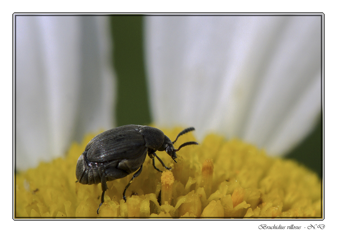 Il broute le coeur des fleurs !!