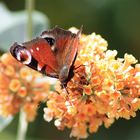 Il butine de fleur en fleur !