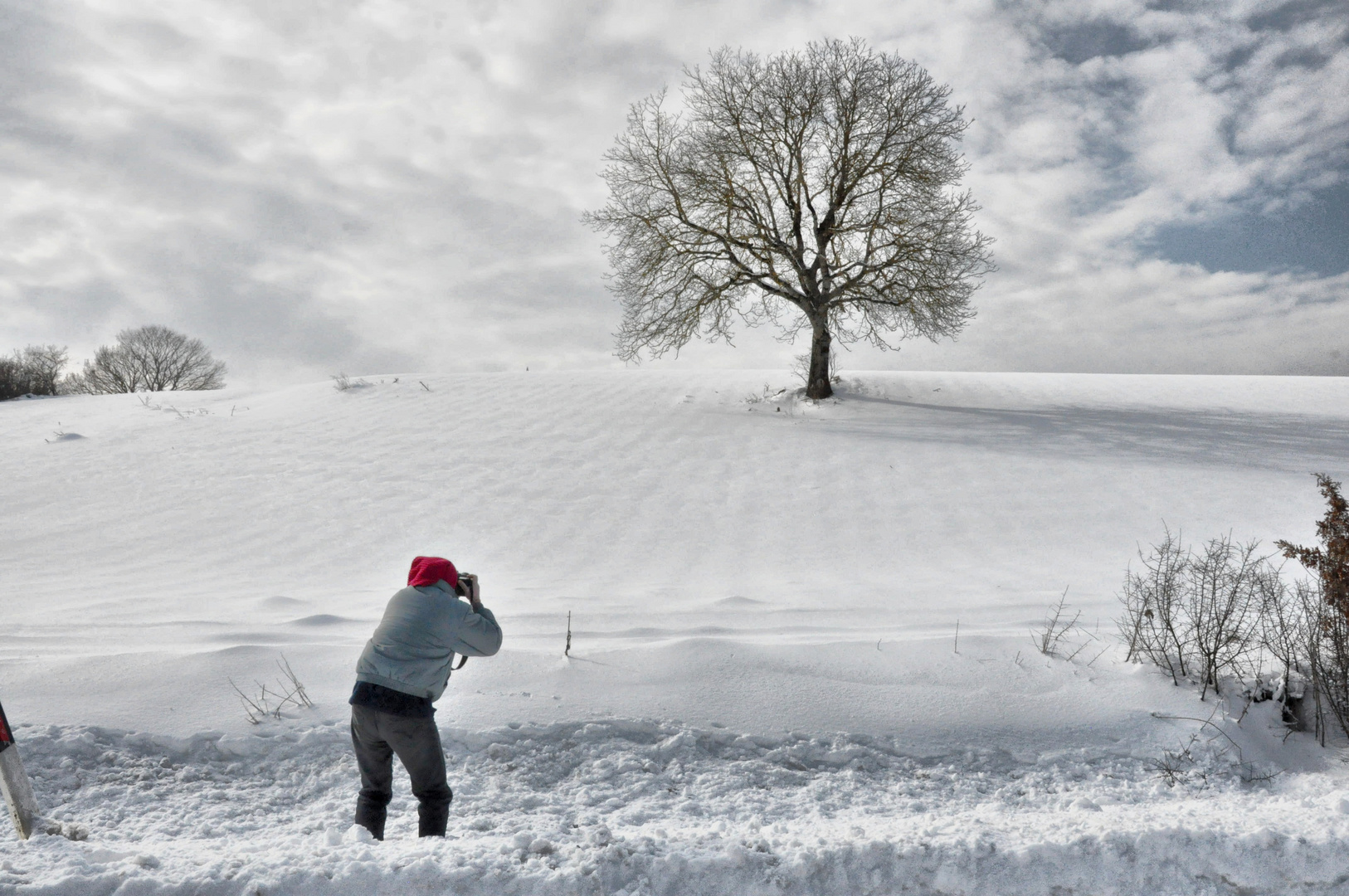 il cacciatore di alberi