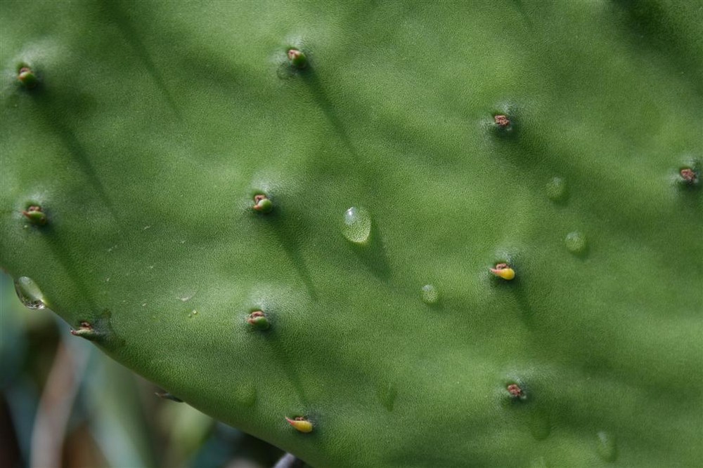 Il cactus sta piangendo