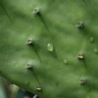 Il cactus sta piangendo