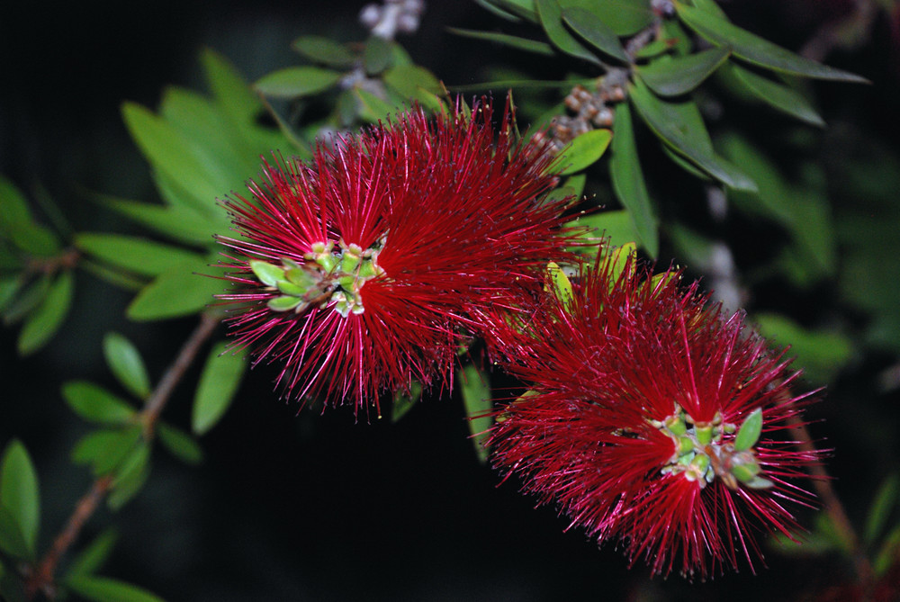 Il Callistemon