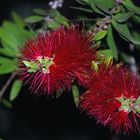 Il Callistemon