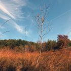 il calore della natura