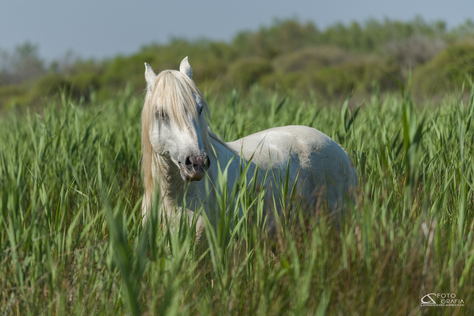 Il Camargue