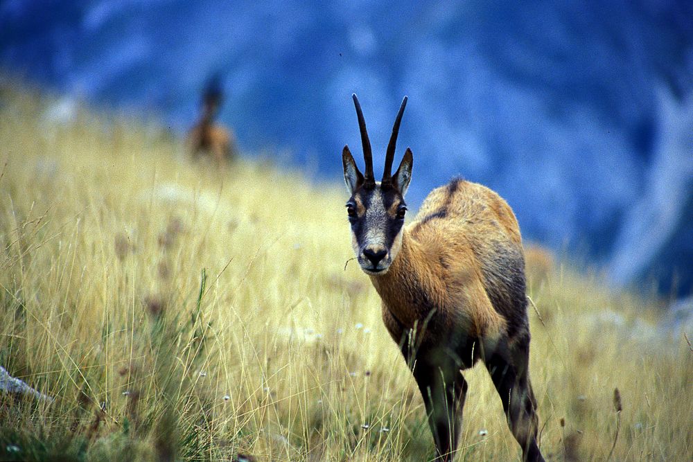 Il camoscio mi guarda