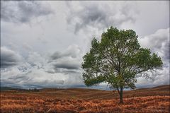 Il campo de miracoli