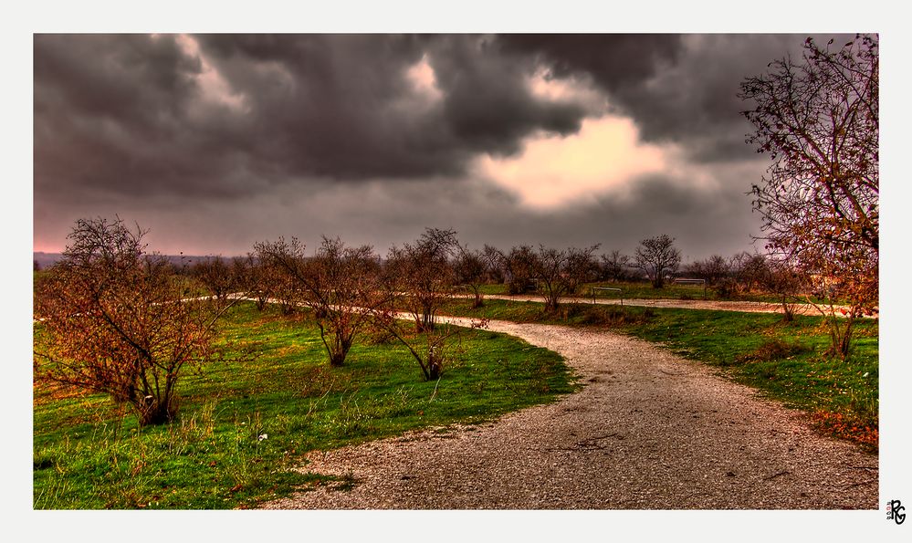 Il campo dei noccioli