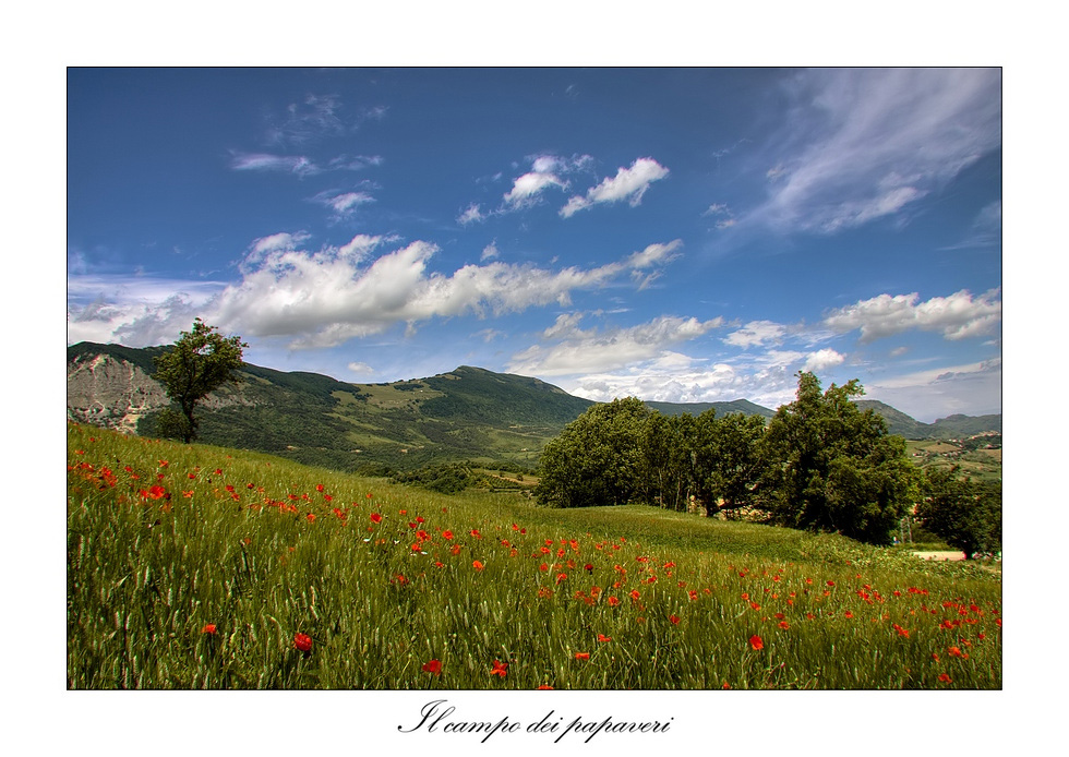 Il campo dei papaveri