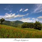 Il campo dei papaveri