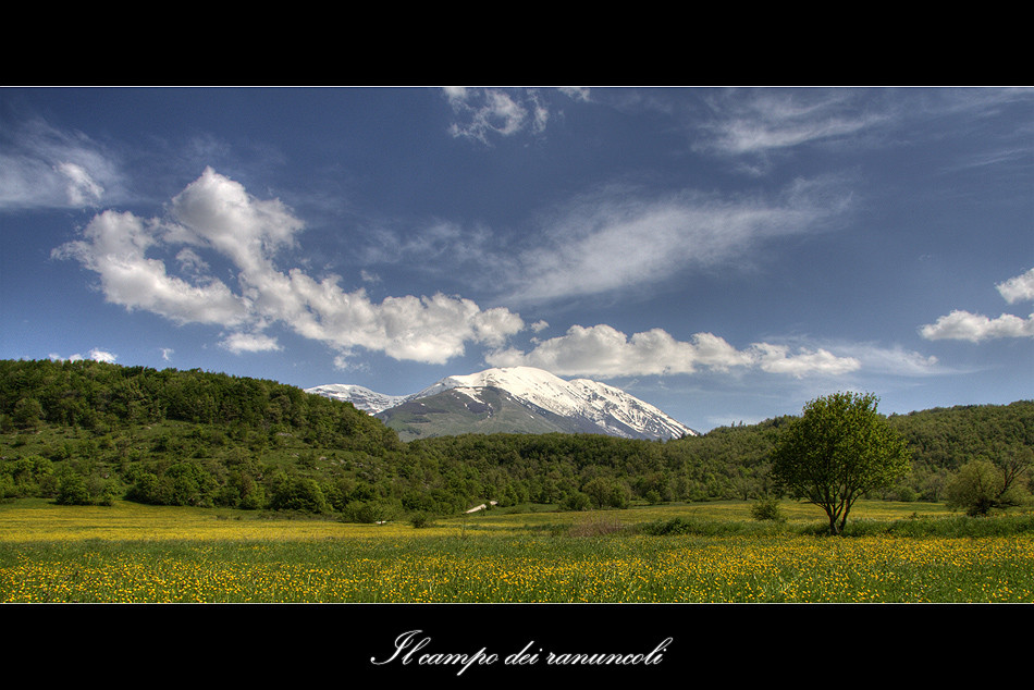 Il campo dei ranuncoli