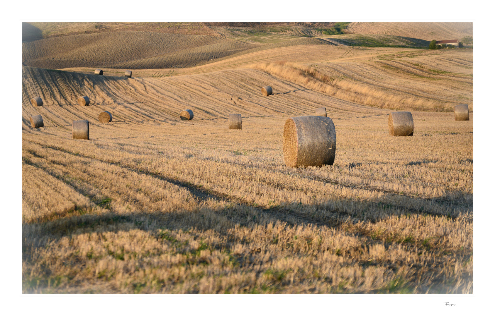 il campo di balle di fieno