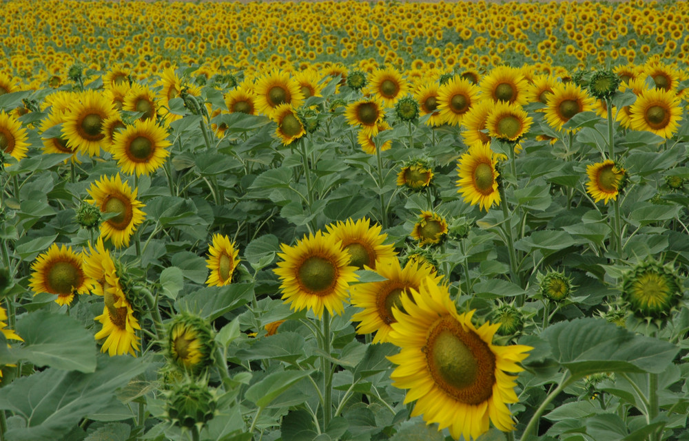 Il campo di girasoli