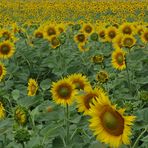 Il campo di girasoli