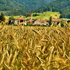 Il campo di grano